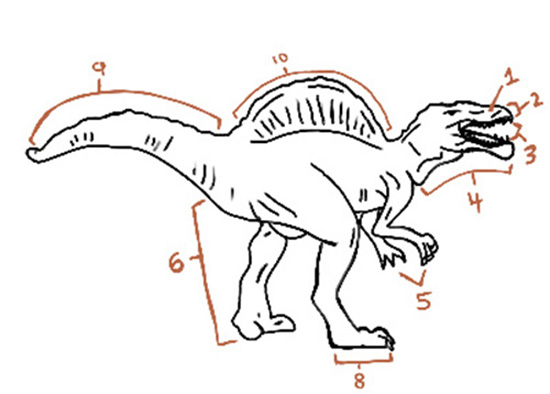 A diagram labeling the different parts of a spinosaurus corresponding to the list of semiaquatic features above