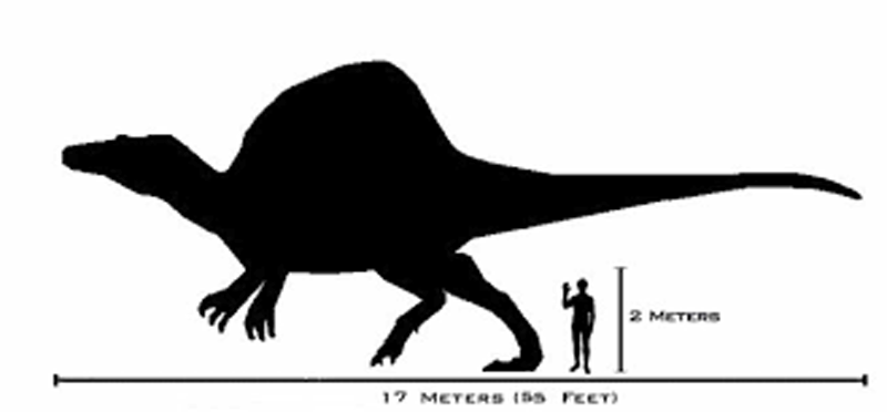 A picture of a spinosaurus next to a human