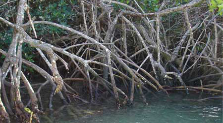 picture of mangrove forests from the National Ocean Service