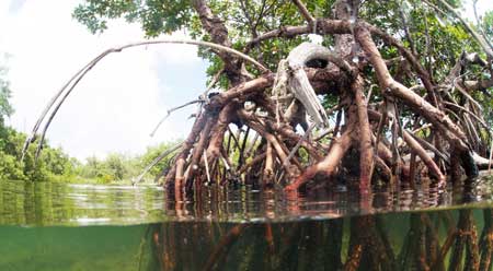 picture of a mangrove forest