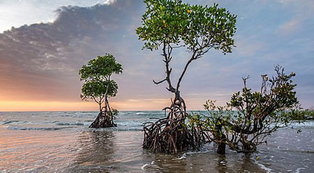 picture of a mangrove forest from Wikipedia